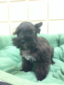 toy Schnauzer puppies for sale